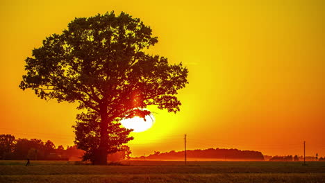 Lapso-De-Tiempo-De-Puesta-De-Sol-Dorado-Brillante-En-Las-Tierras-De-Cultivo-Del-Campo-Con-Una-Silueta-De-árbol-En-Primer-Plano