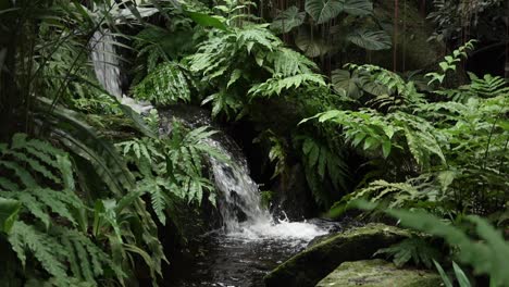 tropical waterfall in a lush jungle garden