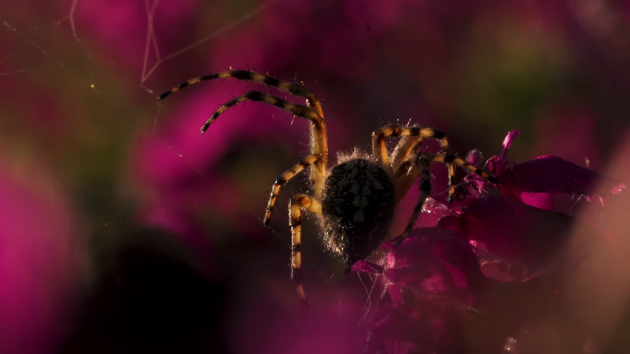 Araña en una flor