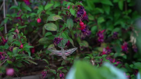 Polilla-Colibrí-De-Línea-Blanca-Recoge-Néctar-En-Cámara-Lenta