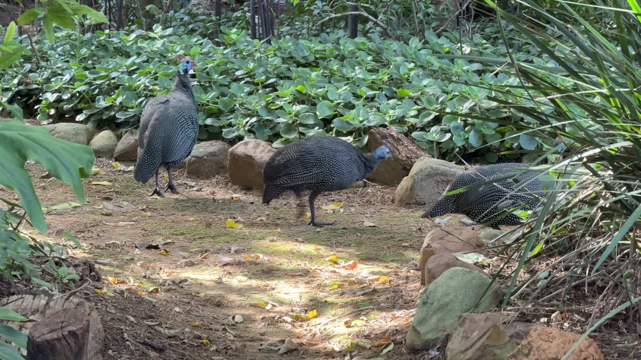 Guinea fowl is bugs in the garden