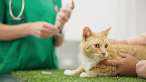 veterinary, cat and needle for injection