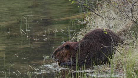 a beaver gnaws on a twig alongside a lake in 4k