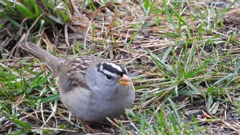 Weiß-Gekrönter-Spatz-Aus-Nächster-Nähe-Auf-Der-Suche-Nach-Samen-Auf-Dem-Boden-Und-Im-Gras