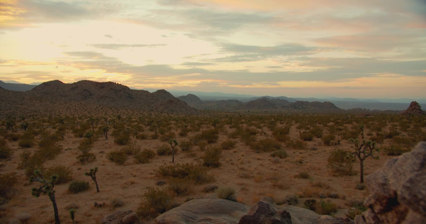 Joshua Tree overlooking the Desert Sunset