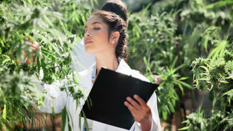 cannabis research and inspection