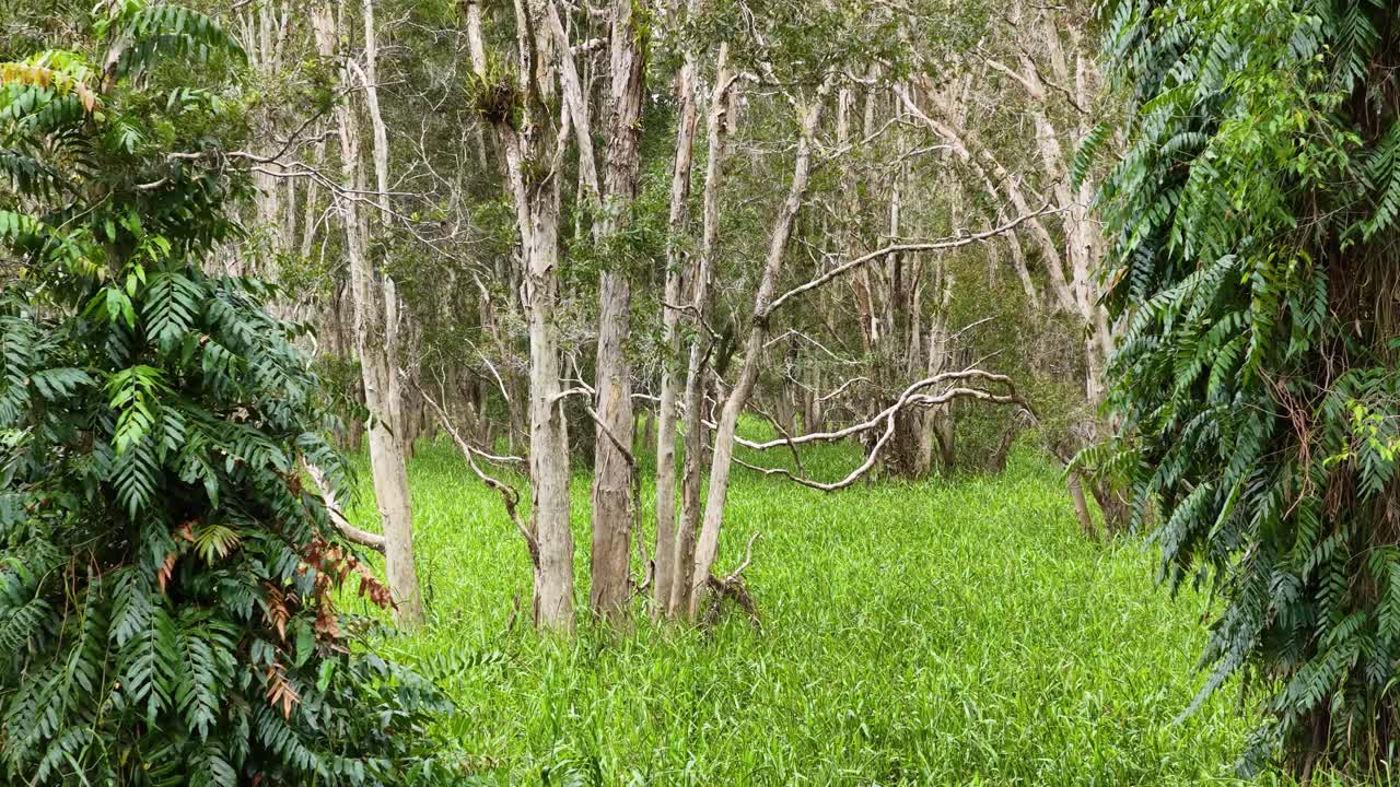 Aerial camera glides over vibrant green grassland and eucalyptus trees in a tropical rainforest, with soft natural daylight and smooth forward movement