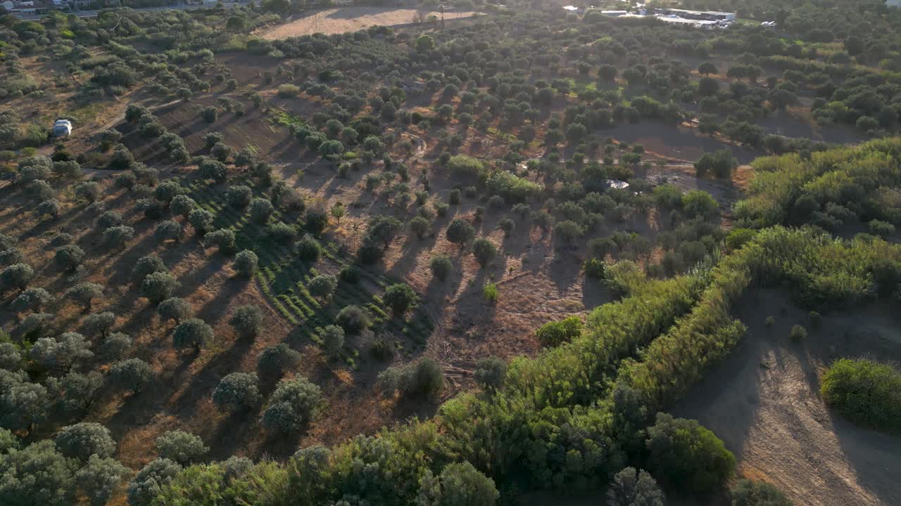 Stunning rural Greek countryside with olive trees, tilt up drone shot