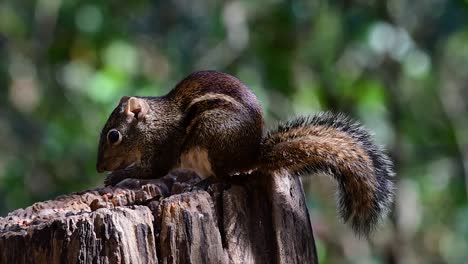 The-Indochinese-Ground-Squirrel-is-commonly-found-in-Thailand-just-about-anywhere-it-can-thrive