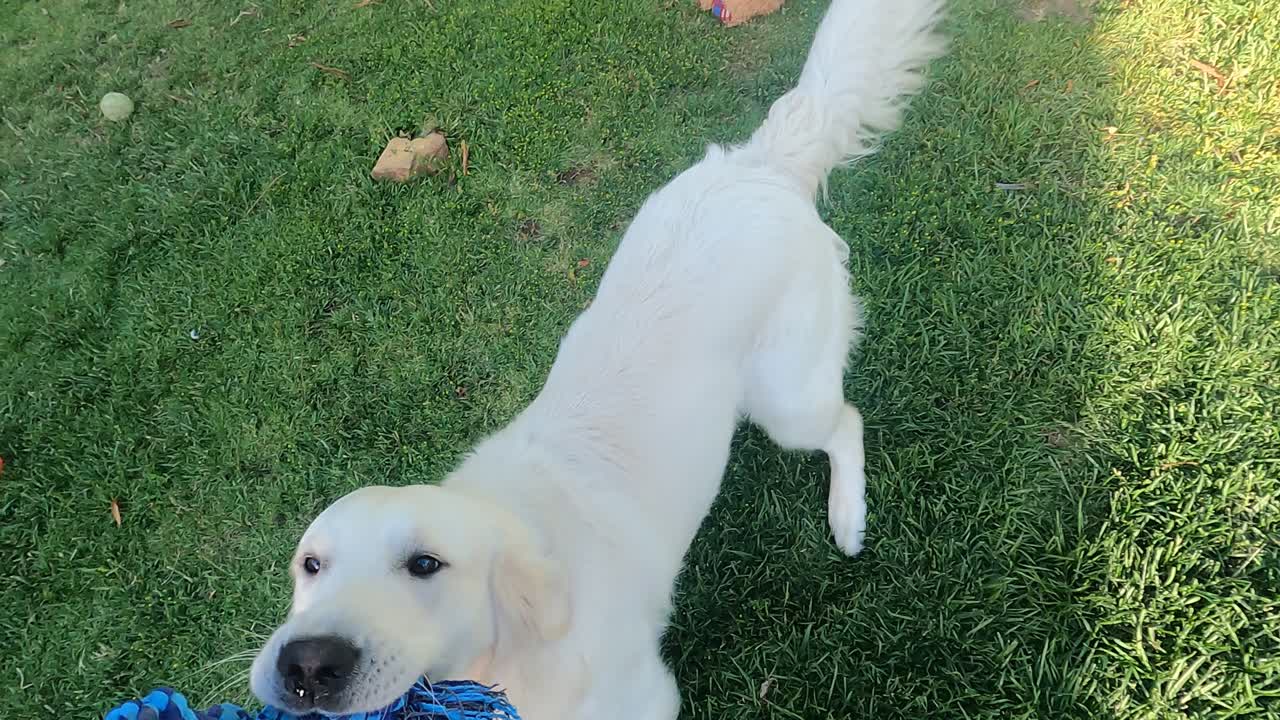 tiro pov jugando con perro