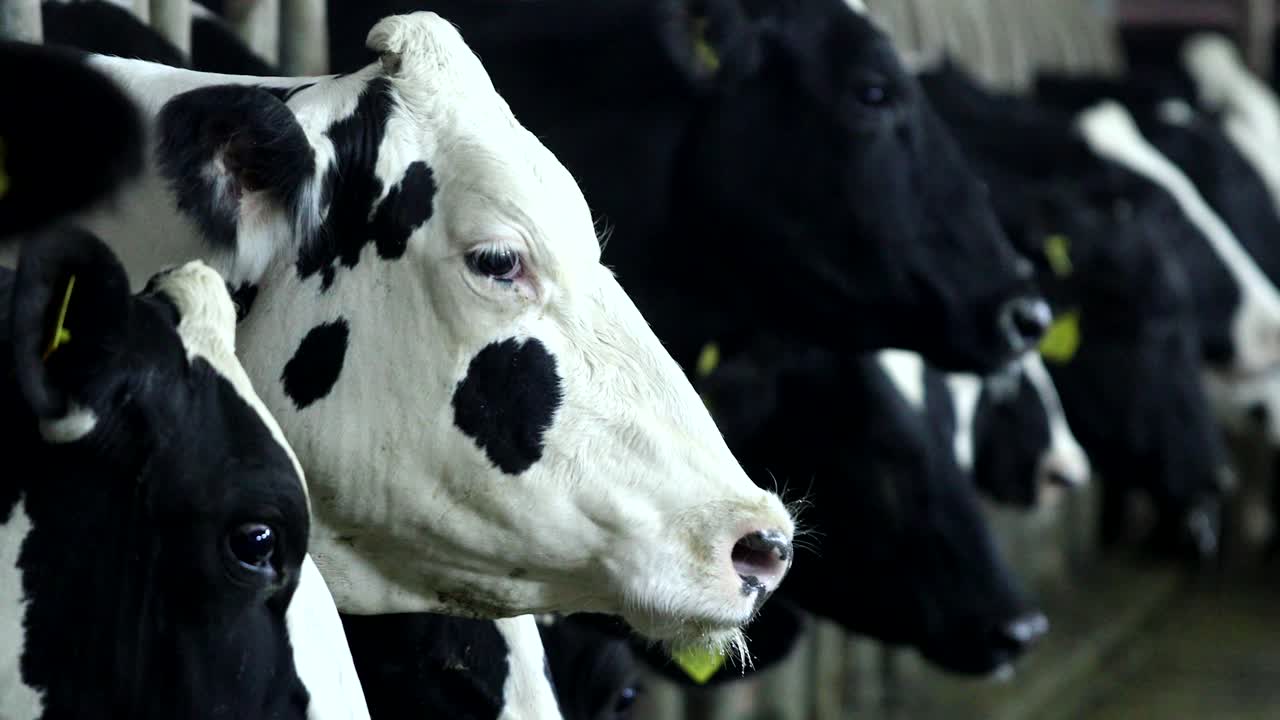 images of many cows in the barn