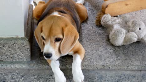 beagle lying on floor near old doll