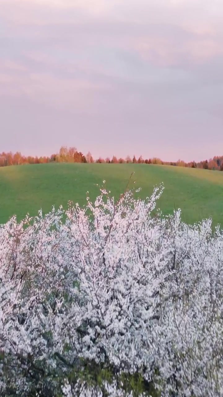 Riprese verticali panoramiche con drone che mostrano una prospettiva aerea di un albero in fiore su lussureggianti colline di prati verdi durante l'ora d'oro.
