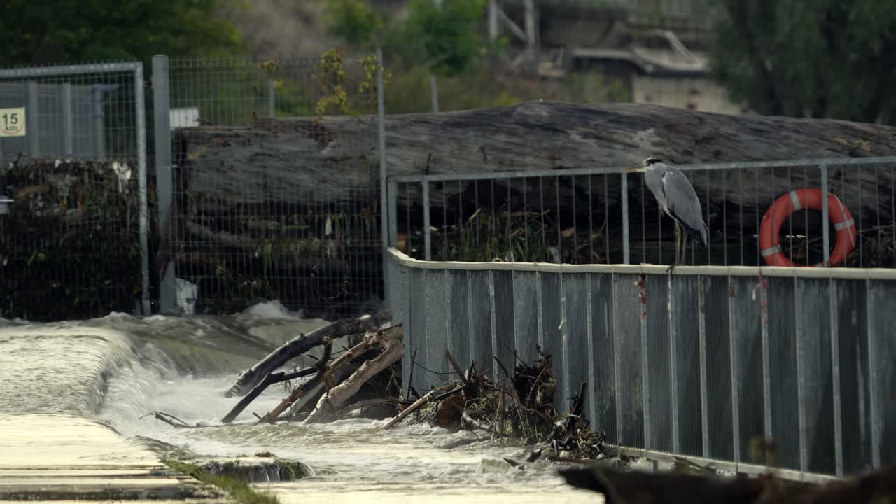 Heron standing on a railing by a water overflow near industrial containers. Juxtaposition of nature and industry