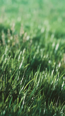 un primer plano de la hierba verde y exuberante