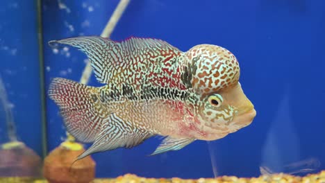 colorful discus fish in aquarium