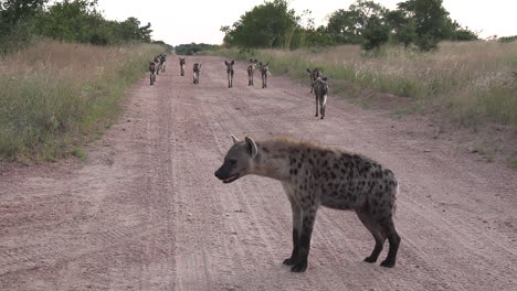 spotted hyenas patiently following wild dogs along a dirt road