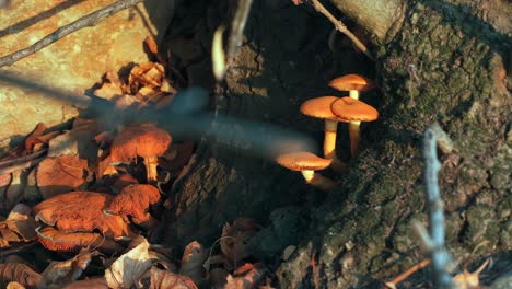 hongos en el bosque al atardecer