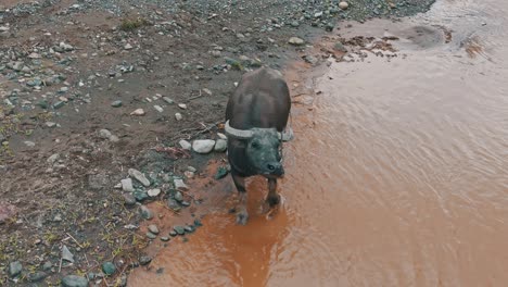 Búfalo-Domesticado-Parado-En-La-Corriente-De-Agua.