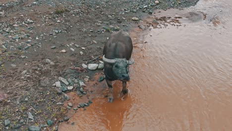 búfalo domesticado de pie en la corriente de agua