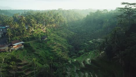 filmación de drones cinematográficos volando a través de las terrazas de arroz de tagellalang en ubod, bali durante el amanecer