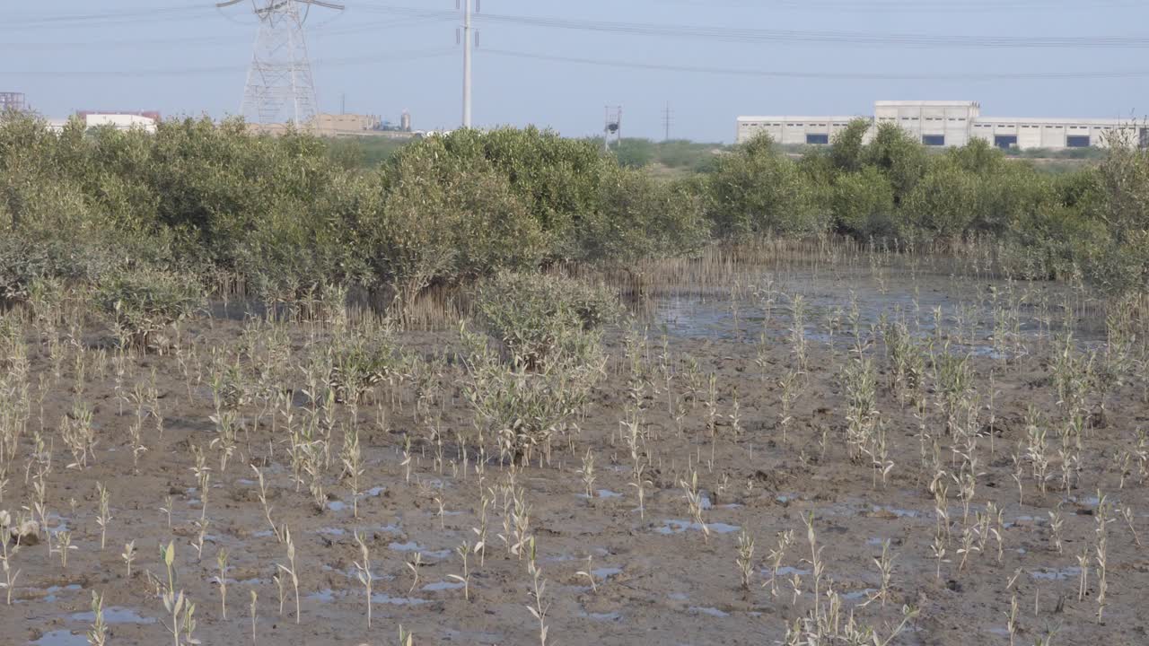 카라치 의 벌목 된 망그로브 숲 의 풍경 에서 죽은 식물 들 의 모습
