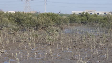 Vista-De-Plantas-Muertas-En-El-Paisaje-Del-Bosque-De-Manglar-Deforestado-En-Karachi