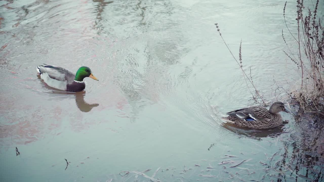 Male and Female mallard courtship in slow motion