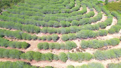 aerial-view-over-rugged-landscape,-green-trees,-dry-land,-portugal,-4k