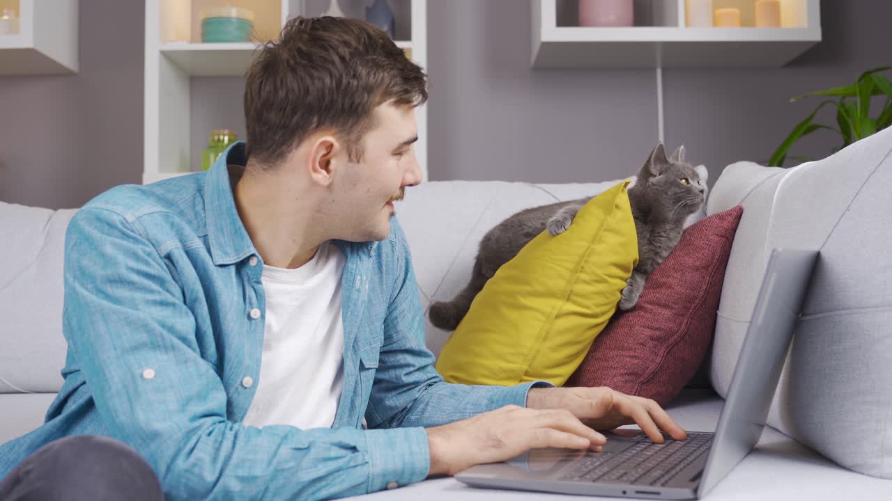 게으른 고양이가 주인을 지켜보고 있습니다.