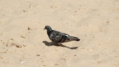 Pigeon-playfully-walks-on-the-pleasant-sea-sand-of-the-beach-in-Israel,-Looking-for-food