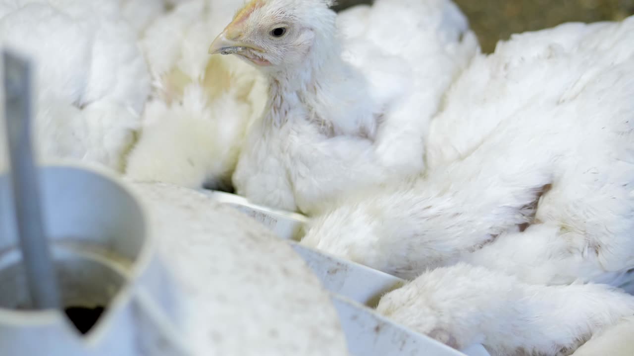 가금류 농장에서  브로일러