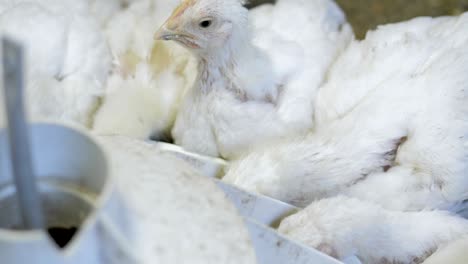 white broiler chicken at the poultry farm