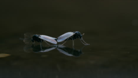 dos mosquitos quironómidos no mordedores se aparean en la superficie del agua, derivando suavemente en una escena serena y detallada
