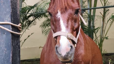 brown horse headshot