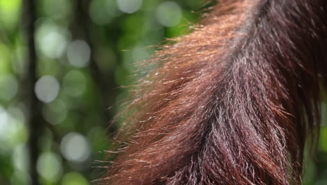 close-up of orangutan fur