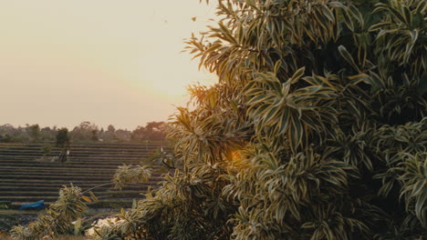 sunset over rice terraces with lush plants