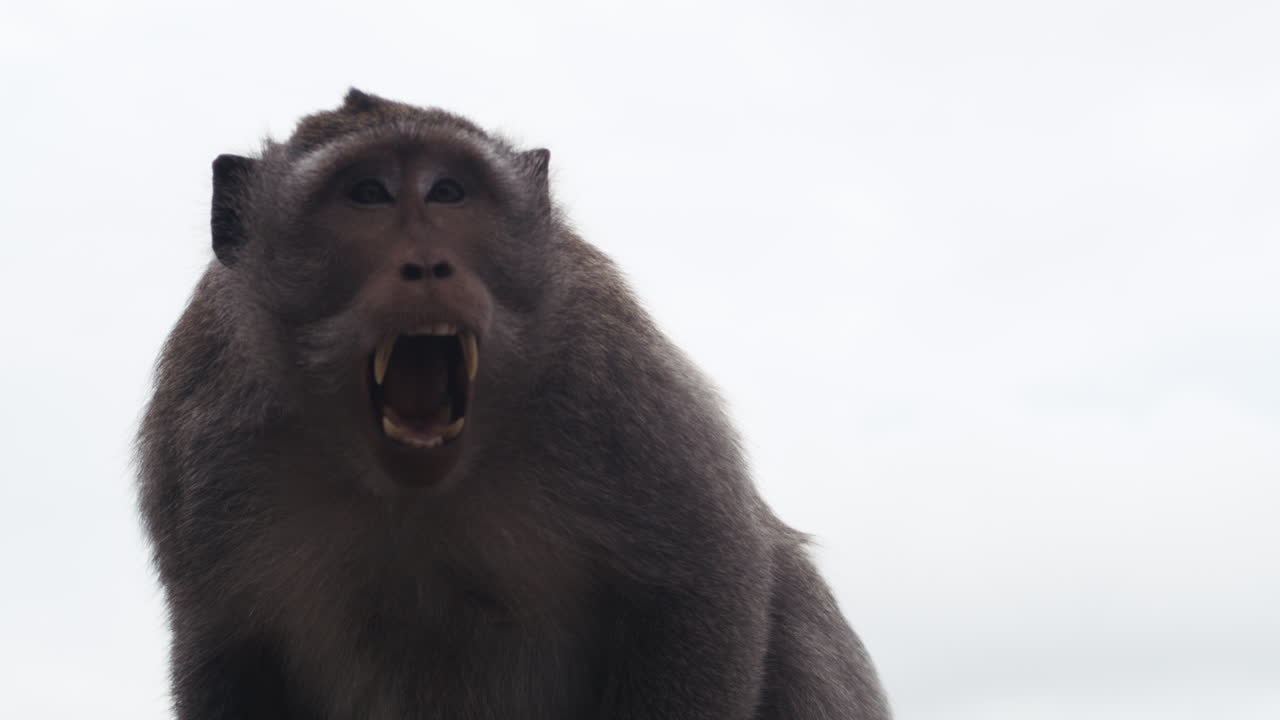 Monkey resting and observing surroundings slowly against bright sky