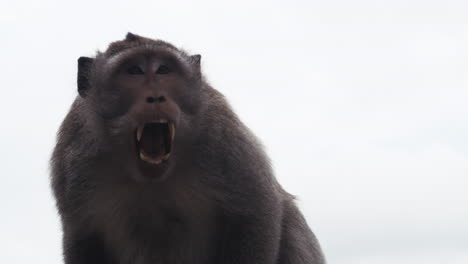 monkey resting and observing surroundings slowly against bright sky