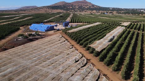 flyover aerial view, apple and nectarine farm with packing bins stacked, israel