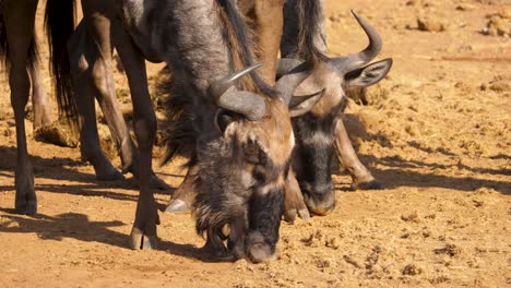 head and neck of blue wildebeest show the facial markings and hair while licking dirt