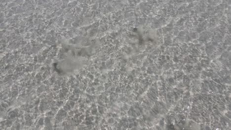 4K-Two-sharks-swimming-away-in-transparent-water-beach-coast-aerial-shot-slow-motion