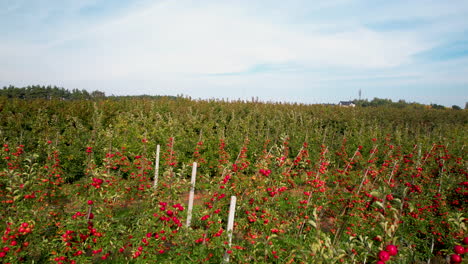 Volar-Sobre-Los-Campos-De-Tomate-Que-Crecen-En-La-Granja-Durante-El-Verano