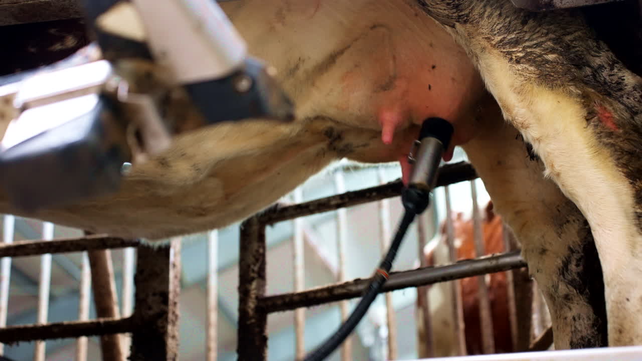 Modern milking automated machinery, farming industry technologies