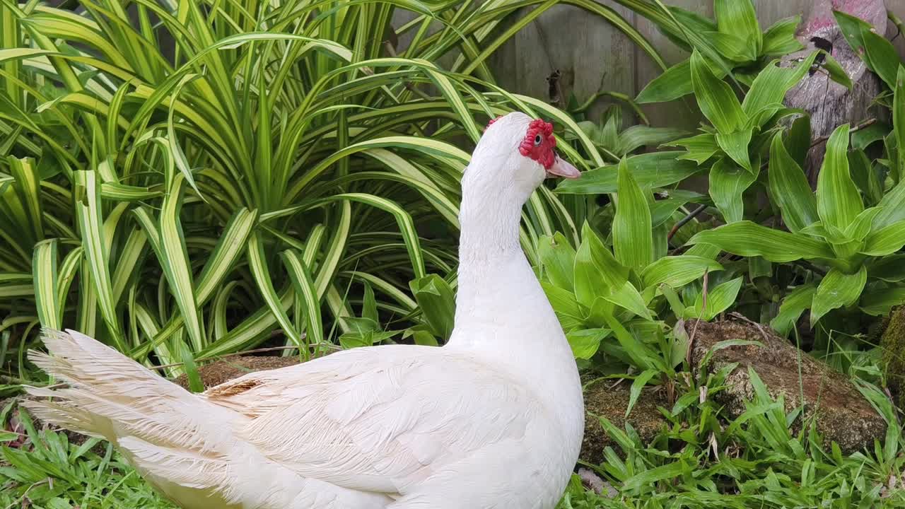 정원에서  오리