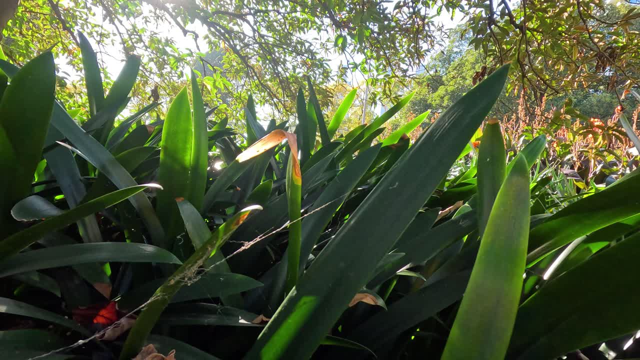 primer plano de un frondoso follaje verde a la luz del sol