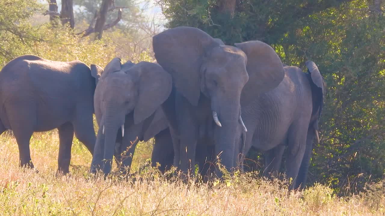 parade of elephants flapping their ears in the bush of Kruger National Park