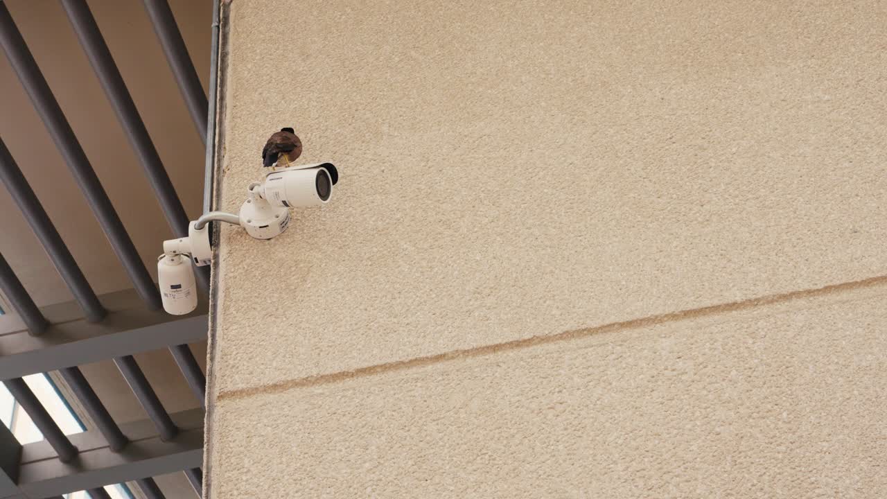 Uccello maina comune posato sulla telecamera di sorveglianza stradale