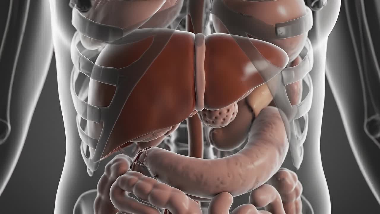 Transparent human torso showing detailed liver anatomy with surrounding organs in advanced medical visualization