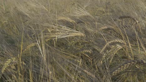 Close-Up-Of-Grain-Agricultural-Crop-Field